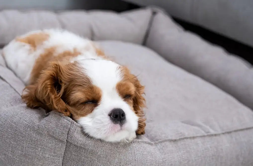 Why Your Dog Deserves a Custom-Fit Bed: The Benefits of ATIFBOP Dog Beds