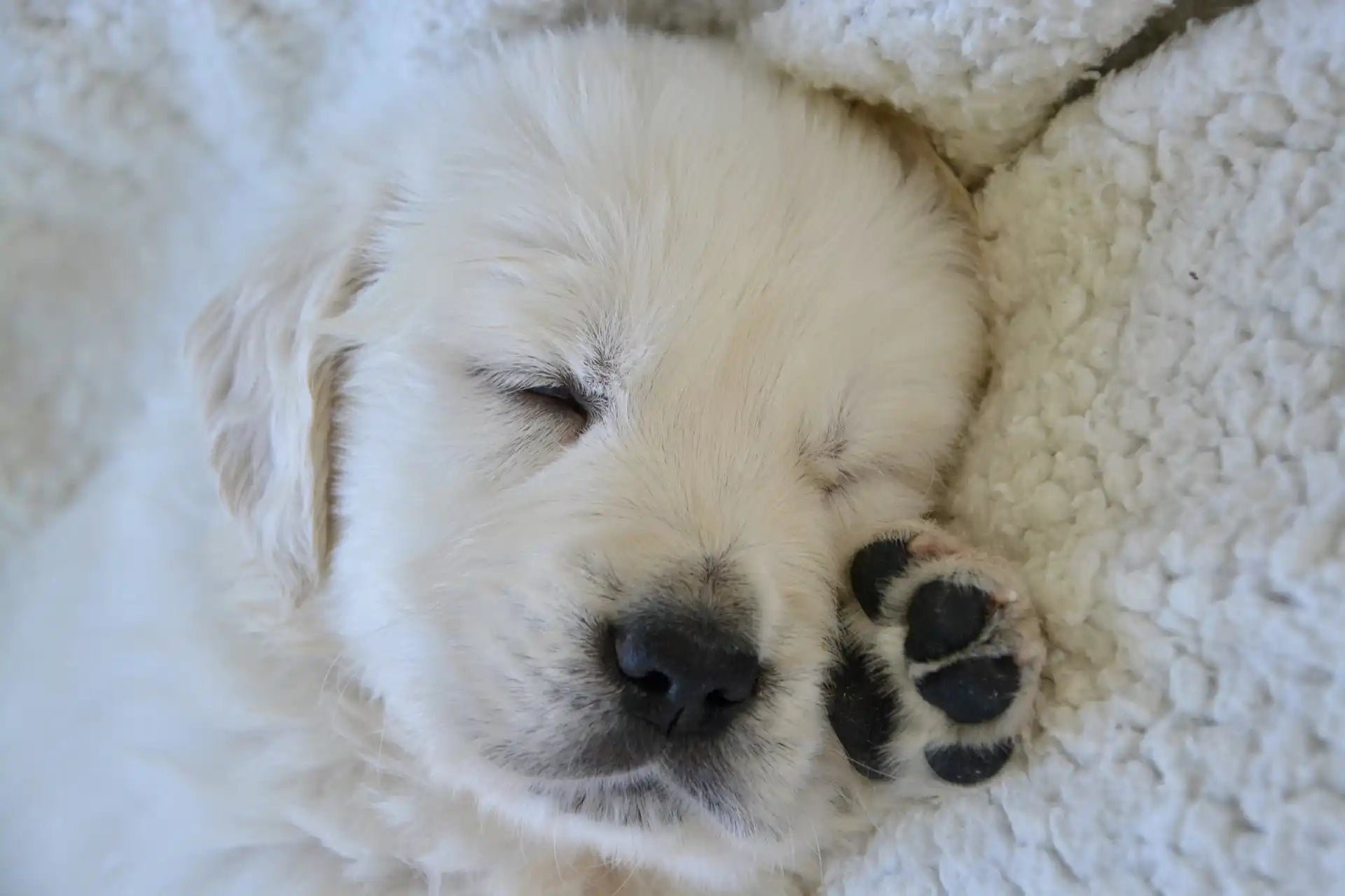 How to Determine If Your Dog Bed Needs to Be Replaced