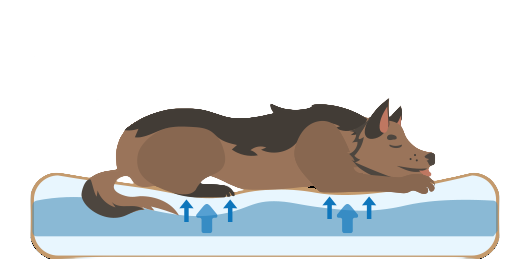 Post-Training Rest: The Importance of a Good Dog Bed