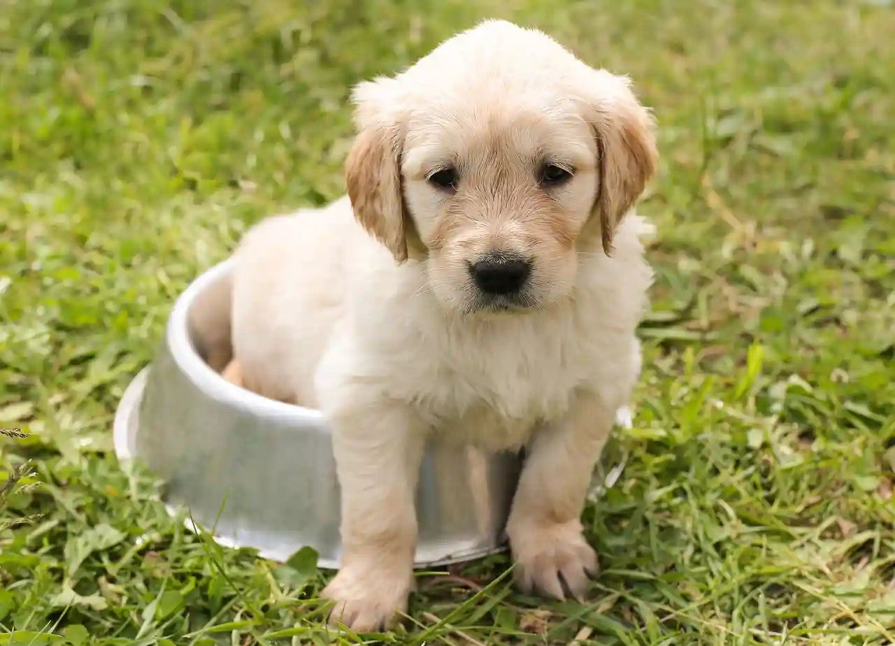 The Connection Between Dog Beds and Effective Training