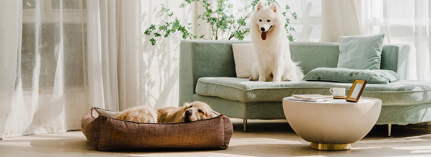 Pet Bed Selection Guide: From Puppies to Senior Dogs